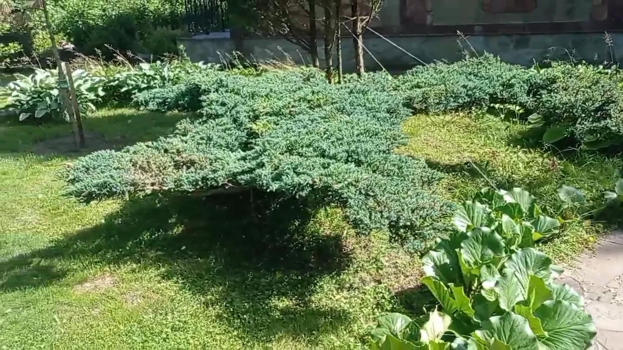 "Дракон" из можжевельника